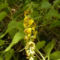 Crotalaria pallida Aiton